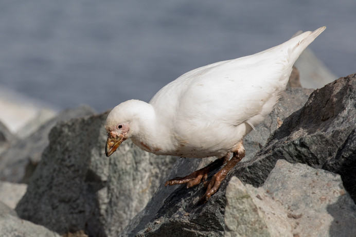 SnowySheathbill_54D11731