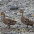 South Georgia Pintail (endemic; carnivorous duck) at Salisbury Plain