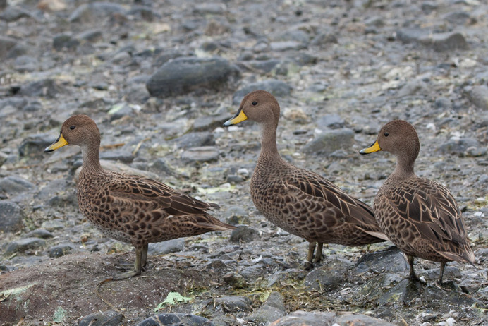 South Georgia Pintail (endemic; carnivorous duck) at Salisbury Plain