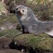 Sea lion, curious.