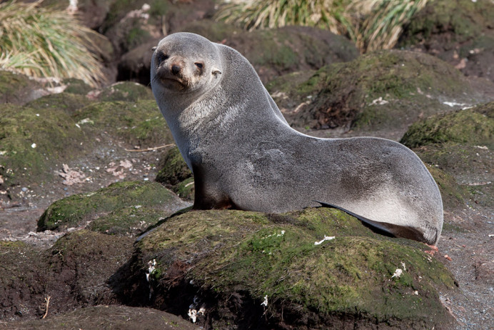 Sea lion, curious.