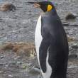 King_7D0383