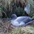 Light-mantled sooty albatross (Phoebetria palpebrata), Elsehul, South Georgia