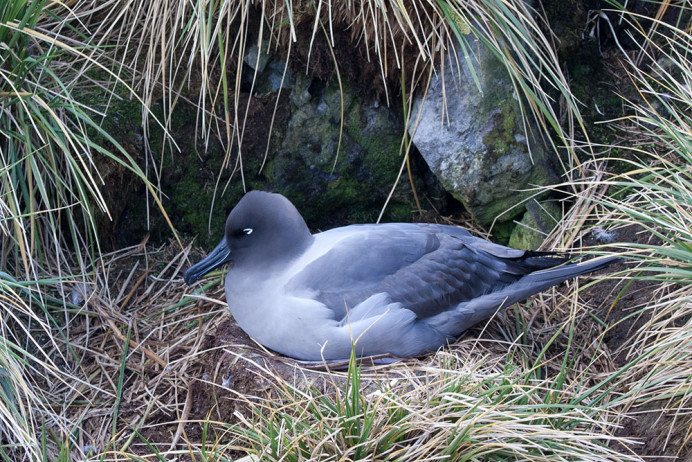 Light-mantled sooty albatross (Phoebetria palpebrata), Elsehul, South Georgia