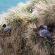 Light-mantled sooty albatross (Phoebetria, Elsehul, South Georgia