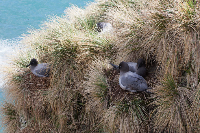 Light-mantled sooty albatross (Phoebetria, Elsehul, South Georgia