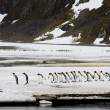 Marching_Kings_RightWhale_7D0288