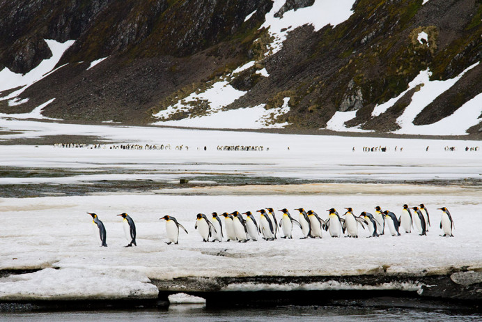 Marching_Kings_RightWhale_7D0288