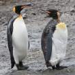 King penguins: molting adult with clean adult. Salisbury Plain, South Georgia.