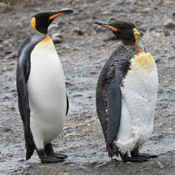King penguins: molting adult with clean adult. Salisbury Plain, South Georgia.