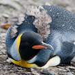 Molting_Elsehul_3D8023