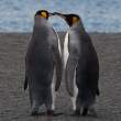 Pair_RightWhale_3D8092