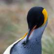 Preening_3D8312