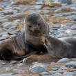 SealPups_SalisburyPlain_3D8363