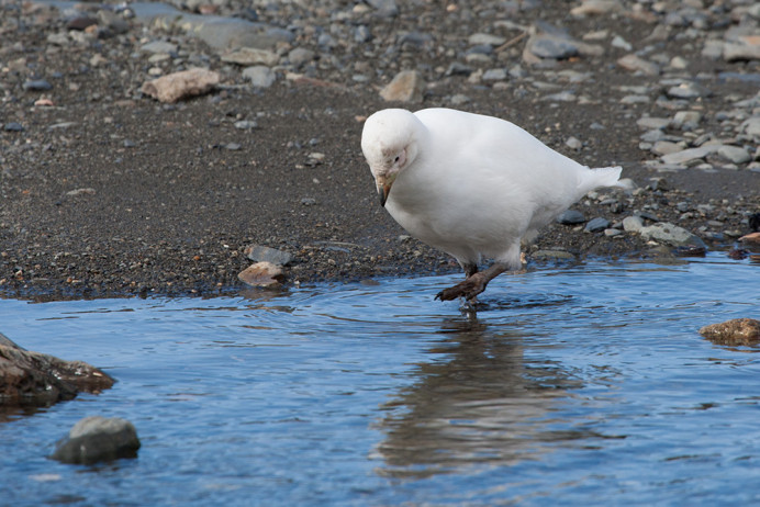 Sheathbill_Elsehul_3D8034
