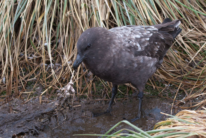 SkuaHavingLunch_SalisburyPlain_3D8289