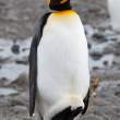 WarmFeet_SalisburyPlain_3D8350