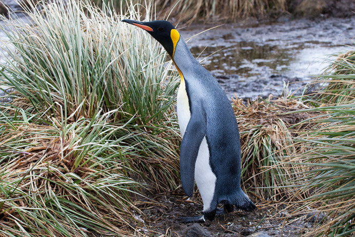 Whassup_SalisburyPlain_3D8296