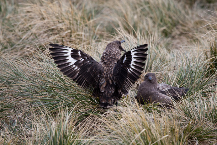 SPolarSkuas_3D8754