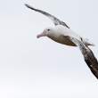 Wandering albatross, Prion Island