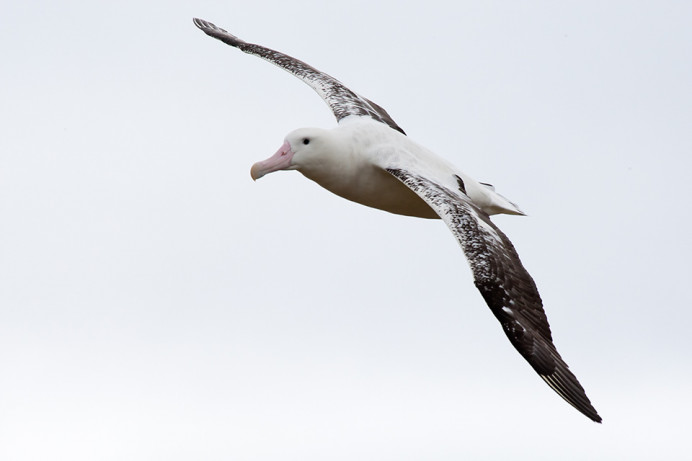 Wandering albatross, Prion Island