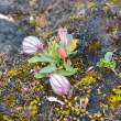 BladderCampion1838