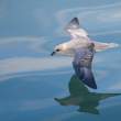 Fulmar0554