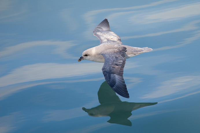 Fulmar0554