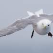 Kittiwake1992