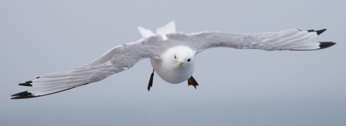 Kittiwake1992