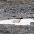 PolarBear0830