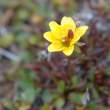 Saxifrage1748