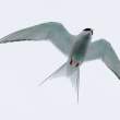 Tern0916