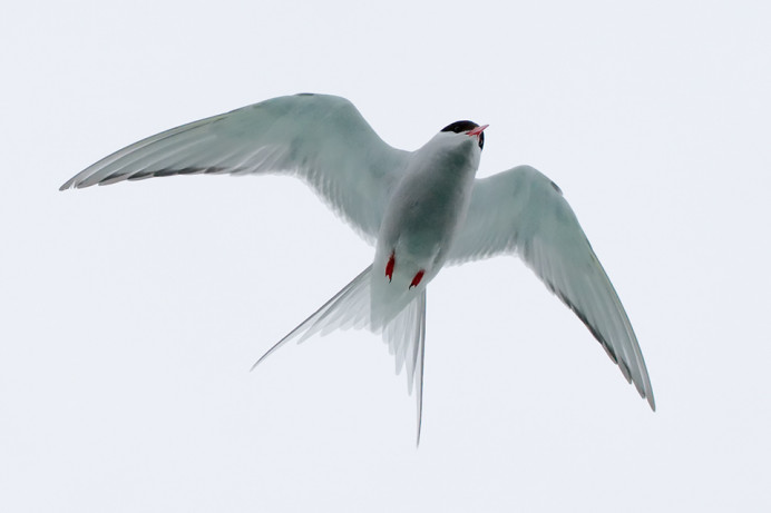 Tern0916