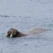 Walrus1687