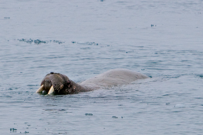 Walrus1687