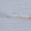 Walrus1693