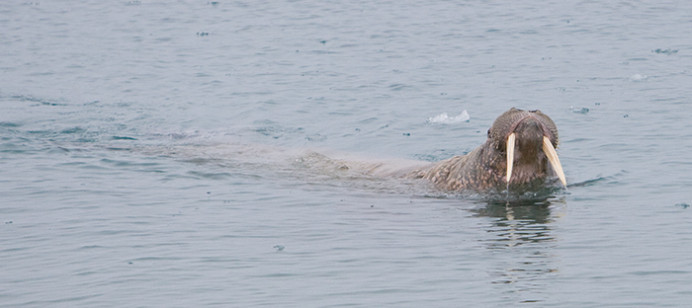Walrus1693