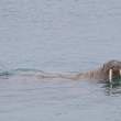 Walrus1695