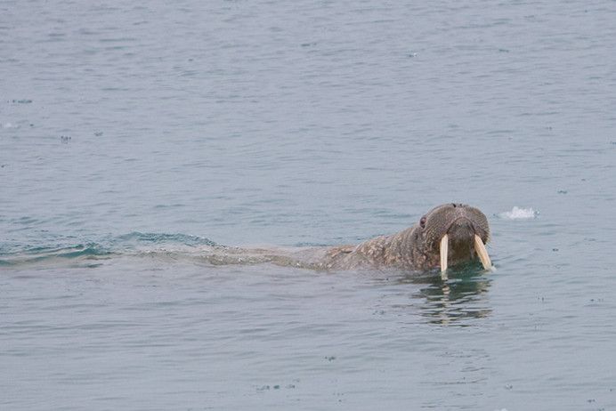 Walrus1695