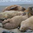 Walrus1925