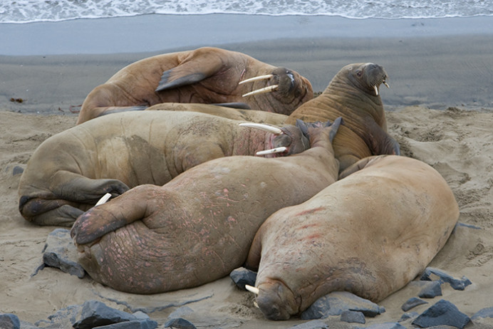 Walrus1925