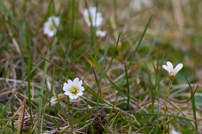 WhiteFlower1789