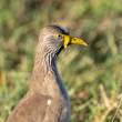 AfricanWattledLapwing_OM06204