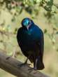 GreaterBlue-earedStarling_OM06600