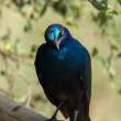 GreaterBlue-earedStarling_OM06600