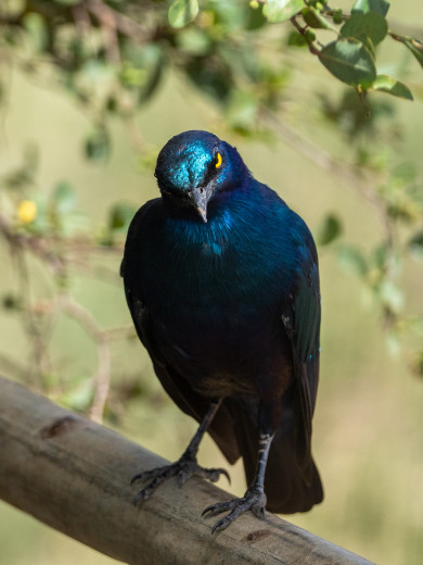 GreaterBlue-earedStarling_OM06600