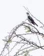 Bird_OM12413