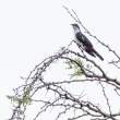 Bird_OM12413