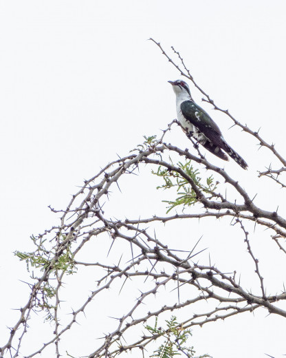 Bird_OM12413